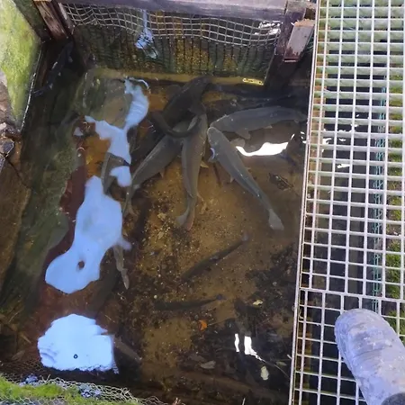 Hytte Altana Letnia Nr5 - Herbergerowka Na Wsi