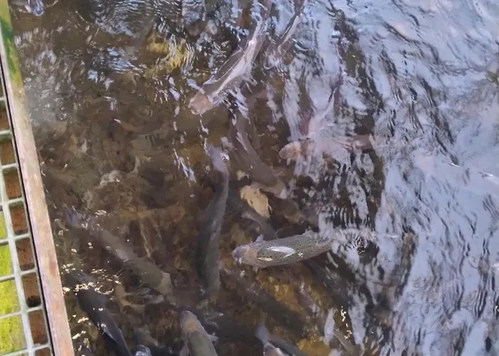 Altana Letnia Nr5 - Herbergerowka Na Wsi Hytte