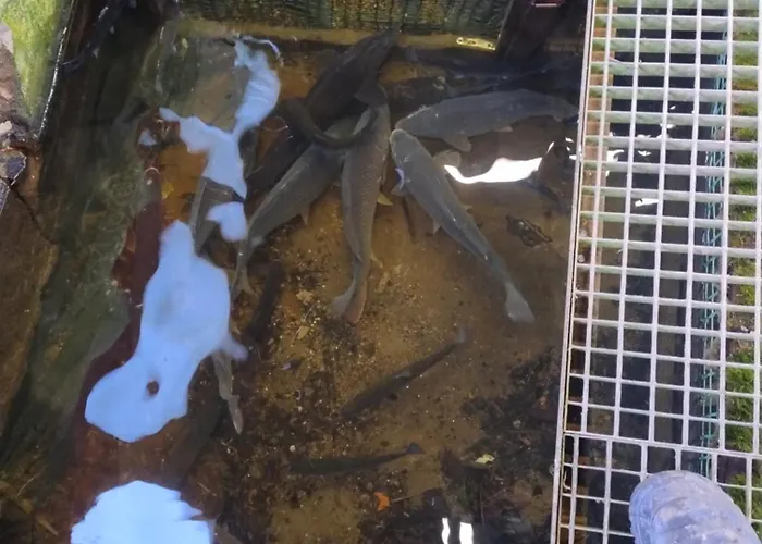 Lodge Altana Letnia Nr5 - Herbergerowka Na Wsi