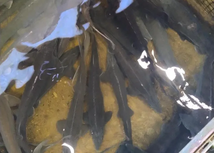 Altana Letnia Nr5 - Herbergerowka Na Wsi